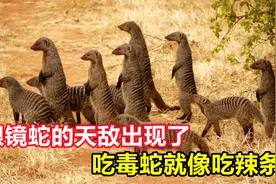 比平头哥还猛的眼镜蛇克星，吃毒蛇像吃辣条，看它如何高智商捕蛇视频封面