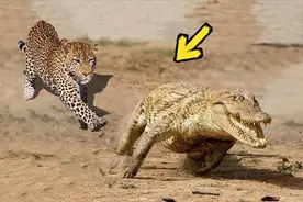 鳄鱼在水中是无敌的，在陆地又会怎样？竟被猎豹追杀。视频封面