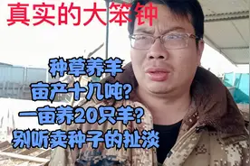 种草养羊能放牧？亩产能达到十几吨？一亩牧草能养20只羊？视频封面