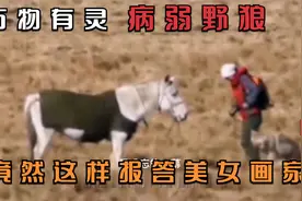 万物有灵，狼的回头不是报仇就是报恩，病野狼竟然这样报答女画家视频封面
