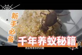 送给饲养宠物蚂蚁新手们的千年养蚁秘籍，保证顺利脱离新手村视频封面