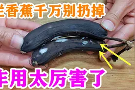 才发现，烂掉的香蕉是个宝，越烂越“值钱”，可惜知道的人太少了视频封面