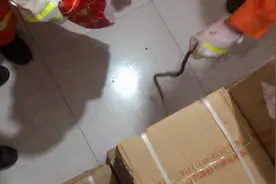蛇出没！河南一仓库出现“不速之客”，吓坏工作人员：不清楚毒性视频封面