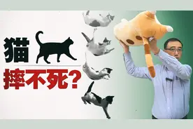 猫有九条命？从高处落下为啥不容易受伤？李永乐老师讲落猫问题