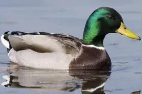 你吃过绿头鸭吗？老刘告诉你和家鸭的区别，味道差十倍！