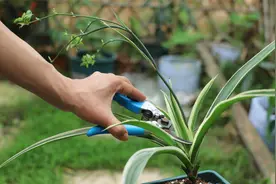 吊兰老桩长得慢？这个位置剪一刀，快速长成老树桩视频封面