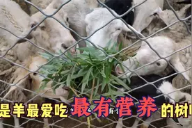 羊最爱吃的六种树叶，根据营养价值和喜爱程度，做个综合排名视频封面
