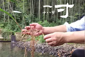 竹林下赶山，在仙草旁发现稀有的飞天蜈蚣，干品市场卖700元一斤视频封面
