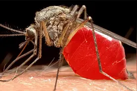 蚊子为什么会吸血？一嘴6根针管，吸到无法自拔视频封面
