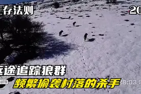 狼群频繁袭击家畜，声东击西跳进羊圈猎杀，牧民们不得不远途追踪视频封面