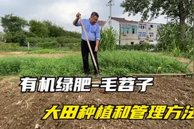 果园旱地杂草泛滥，种毛苕子可以抑制杂草，增加肥力，禽畜也爱吃视频封面