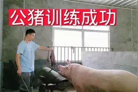 公猪训练成功全过程，费九牛二虎之力，终于让公猪爬上了假母猪台视频封面