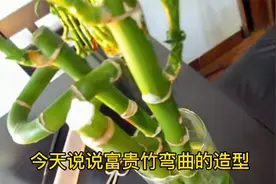 直着长得富贵竹不好看，只需剪一剪绕一绕，长出转弯造型也不难视频封面