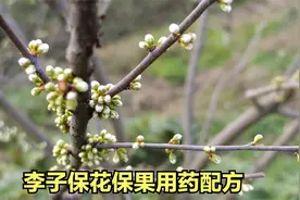李子花前保花保果药配方视频封面
