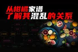 详细的柑橘家谱，带你了解橘、柚、橼、柑、橙、檬等的混乱关系。视频封面
