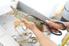 大排档活龙虾的开背处理，看完可以自己处理了！视频封面