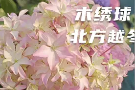 木绣球和绣球花有何不同，哪种可以在北方露养越冬？视频封面