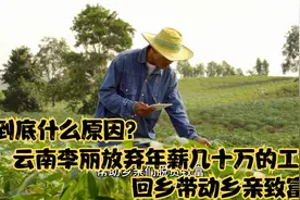到底什么原因，云南李丽放弃年薪几十万的工作，回乡带动乡亲致富视频封面