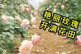 当女人收到999朵玫瑰花，会是什么表情呢？来评论说出你心里话