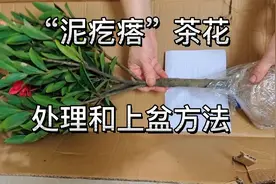 黄泥土球茶花，收到后怎样处理和上盆？这样做缓苗快、后期长势好视频封面