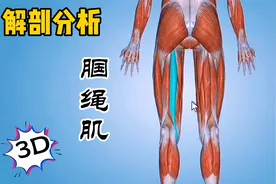 解剖分析：“腘绳肌”〔股二头肌、半键肌、半膜肌〕推拿按摩必备