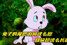 兔子的尾巴为何这么短，耳朵却这么长呢视频封面
