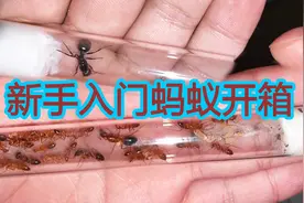 开箱两款非常适合新手入坑的宠物蚂蚁视频封面