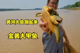 黄河大鱼跳出水面，小伙赶紧下粘网圈鱼，大鱼拖上岸让小伙很兴奋