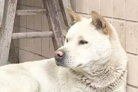 在农村养大的狗，走失后自己回家，城市狗有没有这技能视频封面