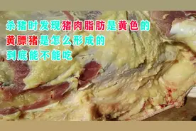 杀猪时发现猪肉脂肪是黄色的，黄膘猪是怎么形成的，到底能不能吃视频封面