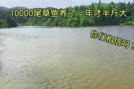 8000块一年租下40亩鱼塘，10000尾草鱼养了1年鱼才半斤大，太难了视频封面