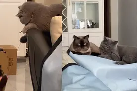 小猫咪趴在沙发上拿逗猫棒逗另一只猫玩耍：主仆关系分这么清了么视频封面