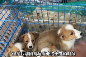 这个小柯基竟然有尾巴一起看看吧视频封面