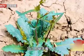 专家带来从源头去火热的办法，清热去火、消肿视频封面
