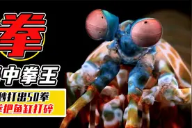 “海中拳王”螳螂虾，1拳锤烂玻璃缸，为什么还有人敢养？视频封面