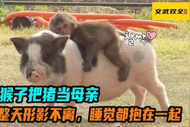 猴子把猪当母亲，整天形影不离，睡觉都要抱在一起