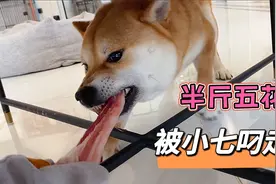 公柴犬从厨房叼走半斤五花肉，气的女主人满屋子追它视频封面