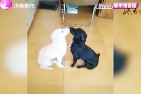 狗狗的爱情故事也很浪漫！小黑和小白就这样“一见钟情”视频封面