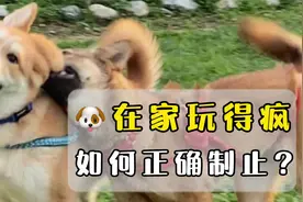 狗狗在家玩得很疯，该如何正确制止？