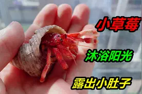 寄居蟹的全身究竟长什么样？借着它出来晒太阳的机会，看个明白视频封面