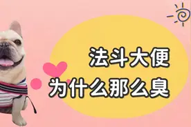 法斗大便为什么那么臭？5种可能，知道后才好解决视频封面