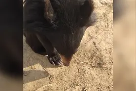 河南濮阳一熊宝宝挑食，低头听训委屈成一团，网友：真熊孩子视频封面