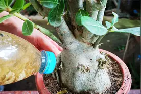 沙漠玫瑰最爱喝“蛋壳水”，常给它喝几口，枝粗根旺，开花多又艳视频封面