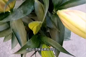 盆栽百合花，该“选单”还是“选双”，这里有大讲究，别搞错了