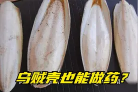 乌贼的内壳也能做药？在中医中海螵蛸的作用与药效有哪些？视频封面