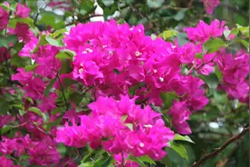 新手养三角梅，两种基本“养法”，四季花开不断，花大又饱满视频封面
