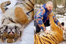 硬核撒娇！战斗民族主人帮大老虎挠肚皮，虎子舒服得直哼哼