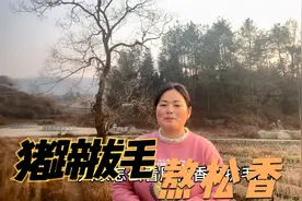 大别山安徽农村，用松香给猪蹄拔毛，熬松香，这样做你认同吗