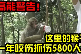 奇葩！这公园有一千多只猴子，一年咬伤抓伤5800人，参观需谨慎！视频封面