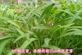 空心菜总是种不好？学会这些技巧，一年都有新鲜菜吃